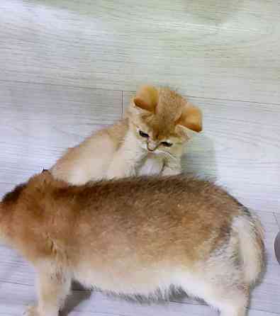 Золотой британец Макеевка