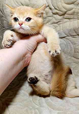 Золотой британец Макеевка