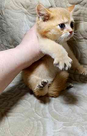 Золотой британец Макеевка