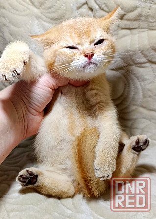 Золотой британец Макеевка - изображение 2