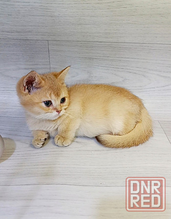 Золотой британец Макеевка - изображение 5