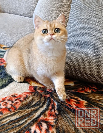 Золотой британец Макеевка - изображение 8