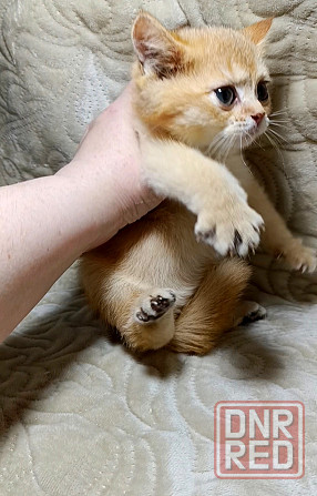 Золотой британец Макеевка - изображение 3