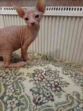 Продажа котенка канадского сфинкса Макеевка