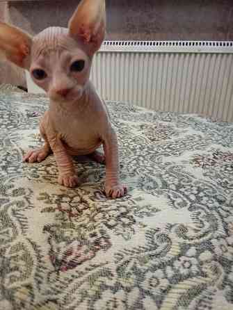 Продажа котенка канадского сфинкса Макеевка