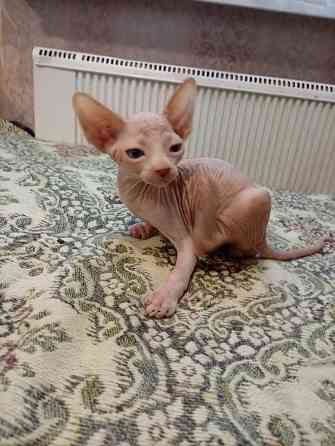 Продажа котенка канадского сфинкса Макеевка