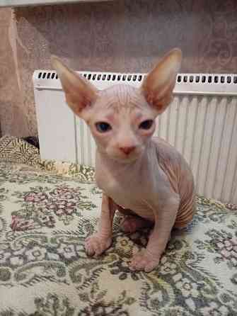 Продажа котенка канадского сфинкса Макеевка