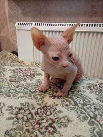 Продажа котенка канадского сфинкса Макеевка