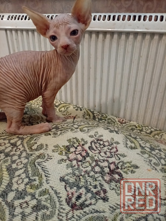 Продажа котенка канадского сфинкса Макеевка - изображение 5