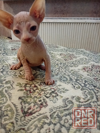 Продажа котенка канадского сфинкса Макеевка - изображение 6