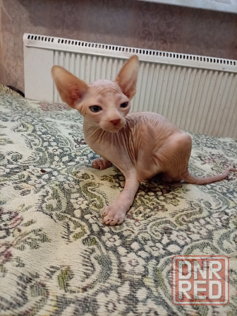 Продажа котенка канадского сфинкса Макеевка - изображение 3