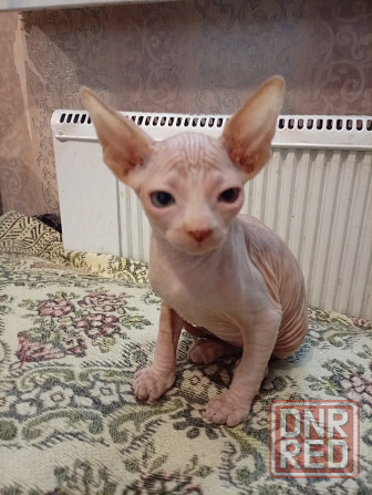 Продажа котенка канадского сфинкса Макеевка - изображение 4