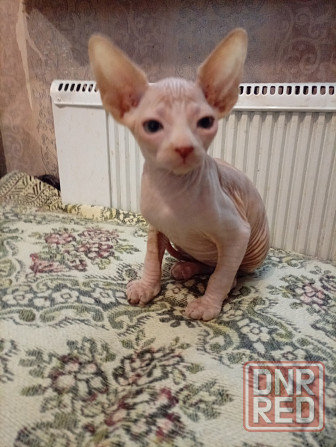 Продажа котенка канадского сфинкса Макеевка - изображение 2