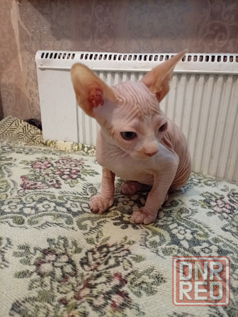 Продажа котенка канадского сфинкса Макеевка - изображение 1