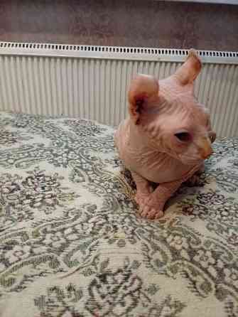 Продажа канадского эльфа Макеевка