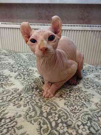 Продажа канадского эльфа Макеевка