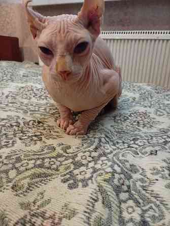 Продажа канадского эльфа Макеевка