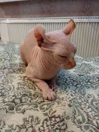 Продажа канадского эльфа Макеевка