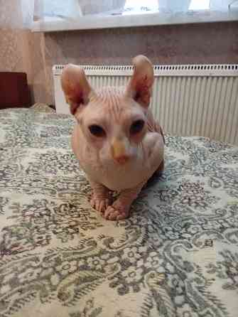 Продажа канадского эльфа Макеевка