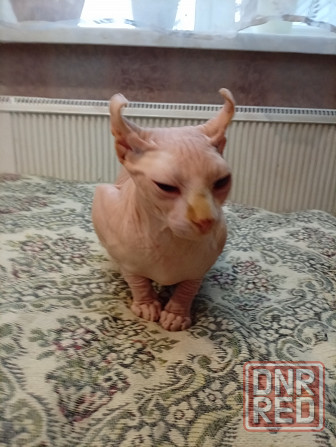 Продажа канадского эльфа Макеевка - изображение 8