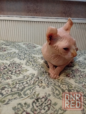 Продажа канадского эльфа Макеевка - изображение 1