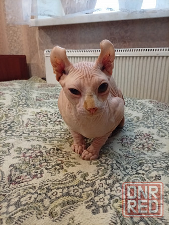 Продажа канадского эльфа Макеевка - изображение 7