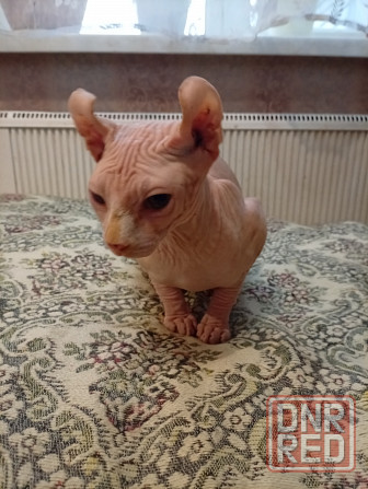 Продажа канадского эльфа Макеевка - изображение 4