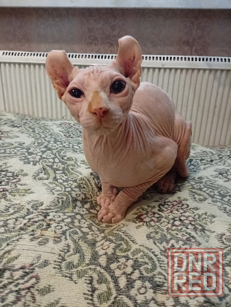 Продажа канадского эльфа Макеевка - изображение 6