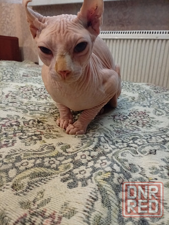 Продажа канадского эльфа Макеевка - изображение 5