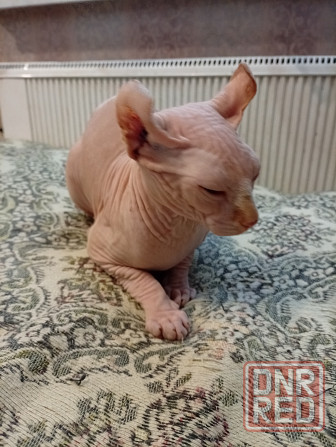 Продажа канадского эльфа Макеевка - изображение 3