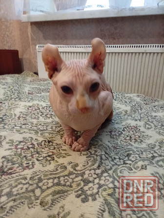 Продажа канадского эльфа Макеевка - изображение 2