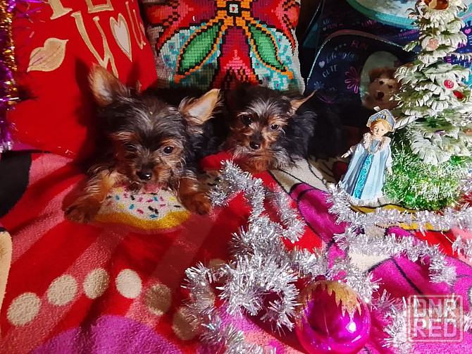 Йорки мини Донецк - изображение 1