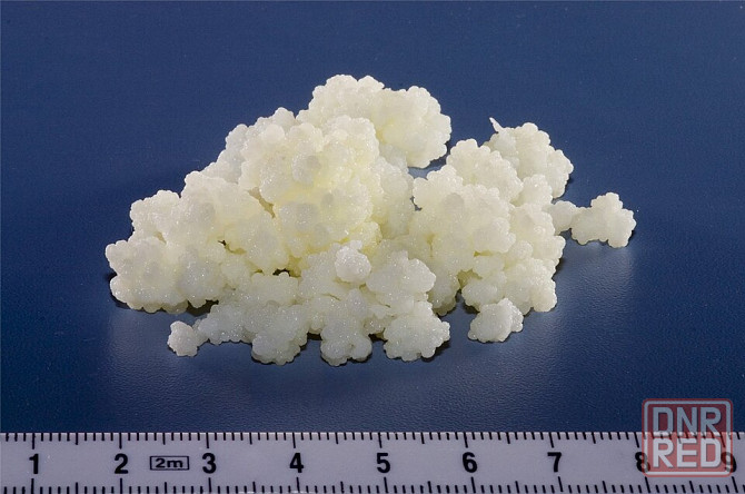 Молочный гриб Донецк - изображение 1