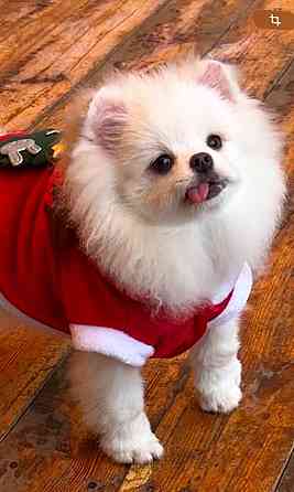 Шикарные щенки померанского шпица Донецк