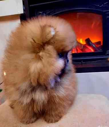 Шикарные щенки померанского шпица Донецк