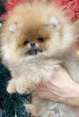 Шикарные щенки померанского шпица Донецк