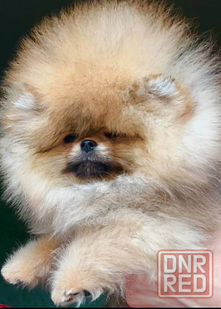 Шикарные щенки померанского шпица Донецк - изображение 3