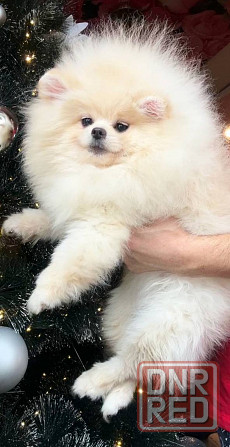 Шикарные щенки померанского шпица Донецк - изображение 8