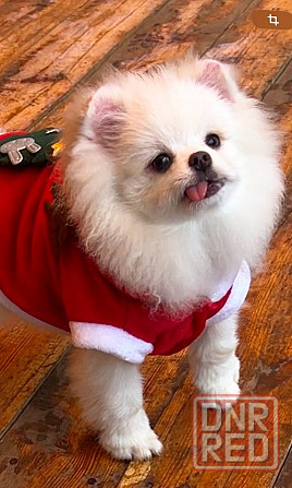 Шикарные щенки померанского шпица Донецк - изображение 6