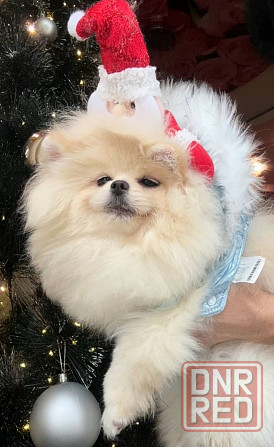 Шикарные щенки померанского шпица Донецк - изображение 5