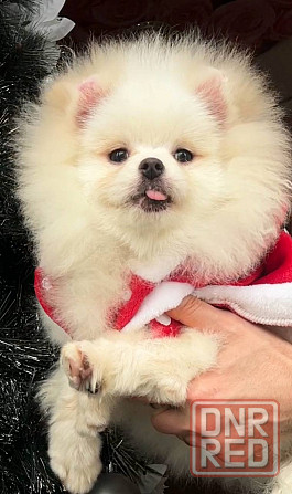 Шикарные щенки померанского шпица Донецк - изображение 7