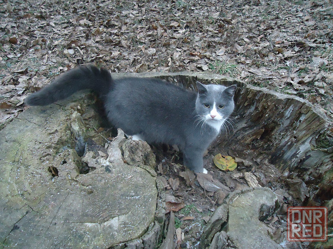 Реально приобрести "Падуны" Донецк - изображение 1