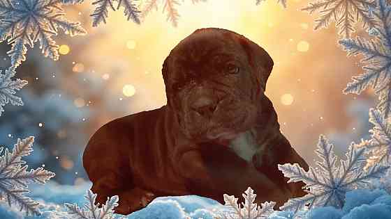 Щенки Кане Корсо Макеевка