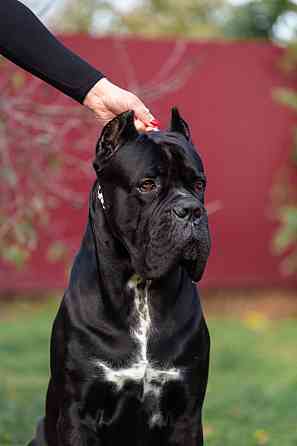 Щенки Кане Корсо Макеевка