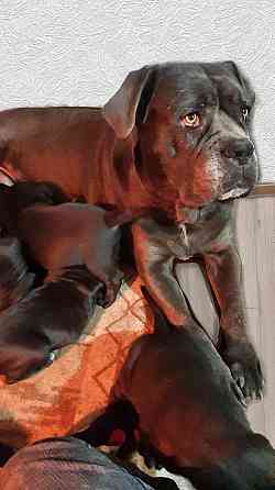 Щенки Кане Корсо Макеевка