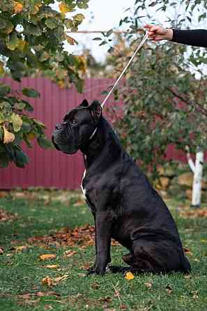 Щенки Кане Корсо Макеевка