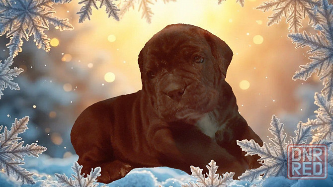 Щенки Кане Корсо Макеевка - изображение 4