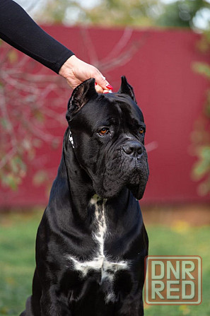 Щенки Кане Корсо Макеевка - изображение 3