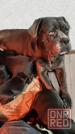 Щенки Кане Корсо Макеевка - изображение 1