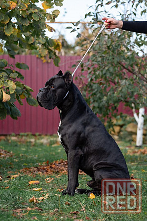 Щенки Кане Корсо Макеевка - изображение 2